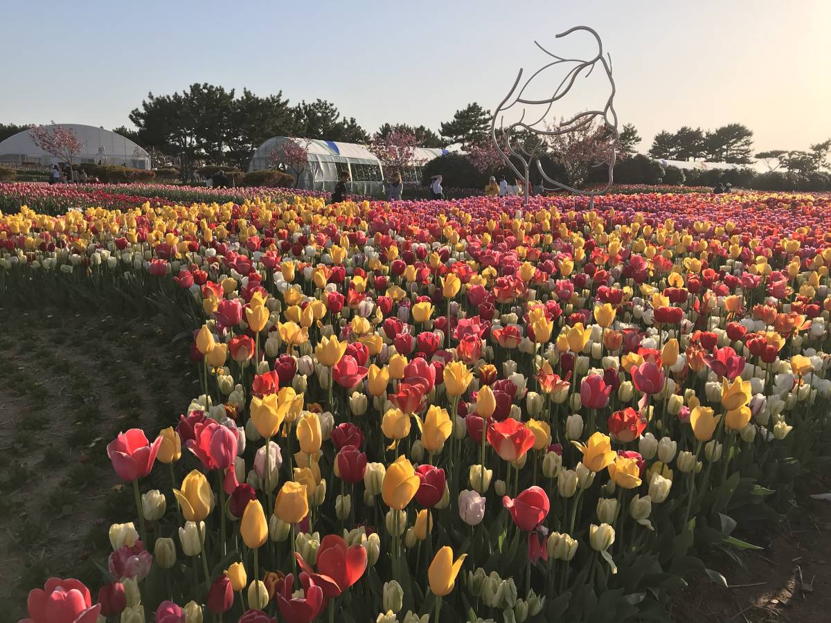 Taean Tulip Festival 2018 & Light Festival/Strawberry Farm Tour Trazy