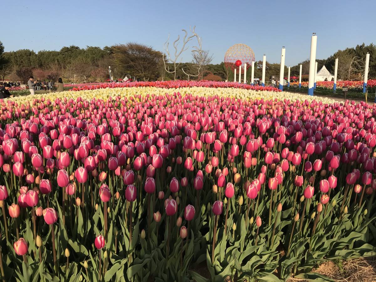 Taean Tulip Festival 2018 & Light Festival/Strawberry Farm Tour Trazy